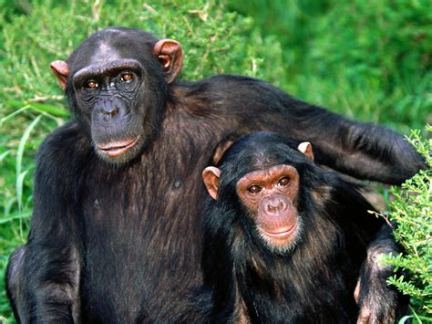Chimpanzee The Biggest Animals Kingdom