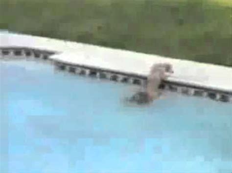 A dog pool ramp is something you put into the pool from the edge of the pool into the water to make it easier for your dogs to get in and out of the pool. Dog Ramps and Above Ground Pools, The Safe Choice - YouTube