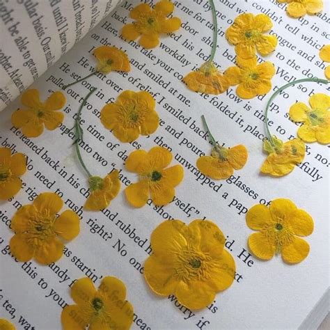 Pin By Izayyy On Shared Themes In 2020 Buttercup Flower Pressed