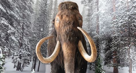 Travel Back 20000 Years To The Last Major Ice Age With Brookfield Zoo
