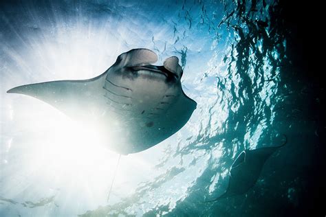 Squishy Robotic Manta Ray Flaps Its Wings To Spy In The