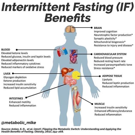 What Intermittent Fasting Does To Your Body Intermittent Fasting