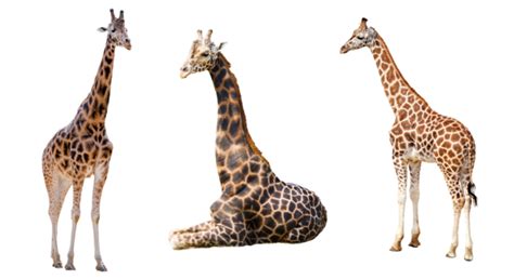Giraffe Png File Png All Png All