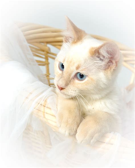 How Much Are Flame Point Siamese Cats British Shorthair