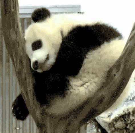 Y Panda Ponad 100 Animowanych Obrazów Tych Zwierząt