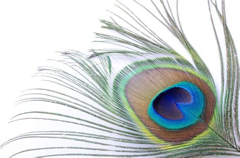 Download 880+ royalty free peacock feather wallpaper vector images. Peacock Feather Background ·① WallpaperTag