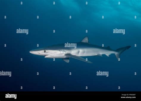 Blue Shark Prionace Glauca South Africa Stock Photo Alamy