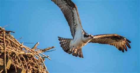 Osprey Nesting All You Need To Know Birdfact