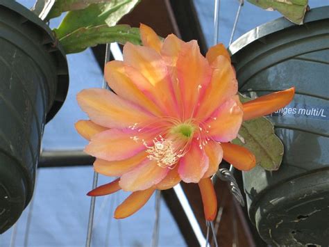 Although the name mistletoe cactus typically refers to rhipsalis baccifera, dozens of species in the rhipsalis genus sometimes go by this common name. 524 best Epiphyllum Epi's Cactus Orchid images on ...
