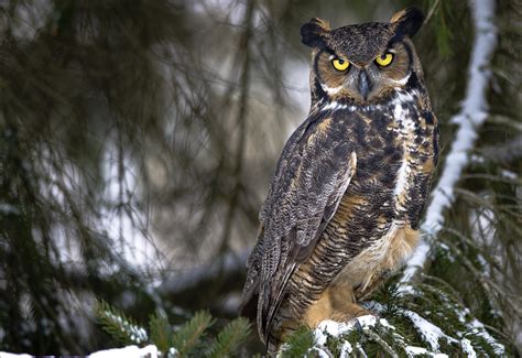 Owl Wallpapers High Resolution - WallpaperSafari 1920 x 1200 jpeg 215 кб.