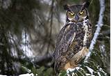 High Resolution Owl Photos Pictures