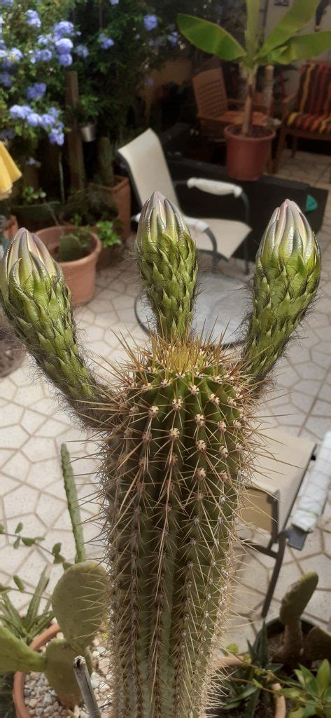 A scar will form quickly and the peyote graft will soon start feeding on the surrogate plant. Cactus - Cardón - derived from Spanish cardo 'thistle ...