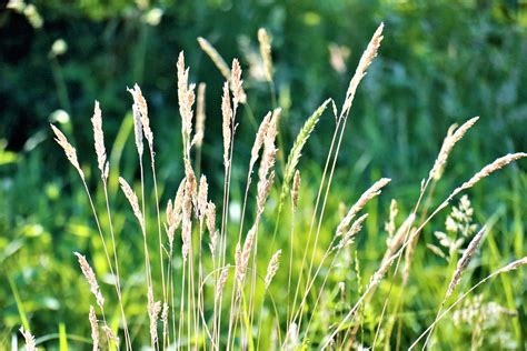 Pasto Verde Meadow Foto Gratis En Pixabay