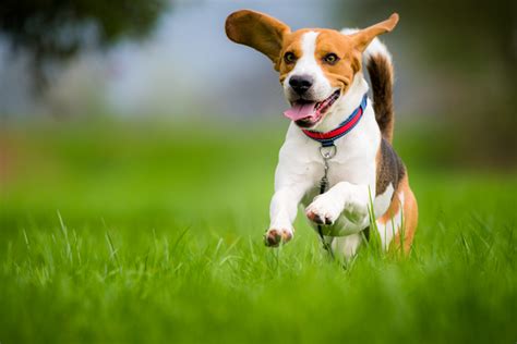 A place for puppy and dog. The Truth About Dog Zoomies | Healthy Paws Pet Insurance