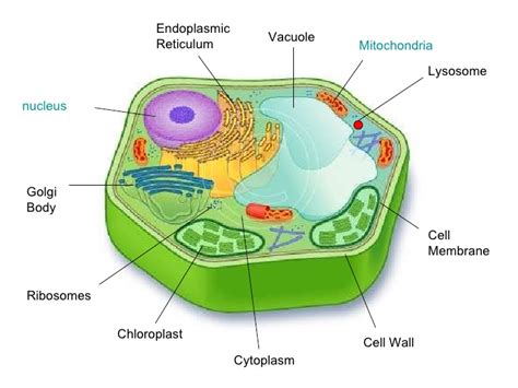 These organelles carry out specific functions that are needed for the normal. Cell project example