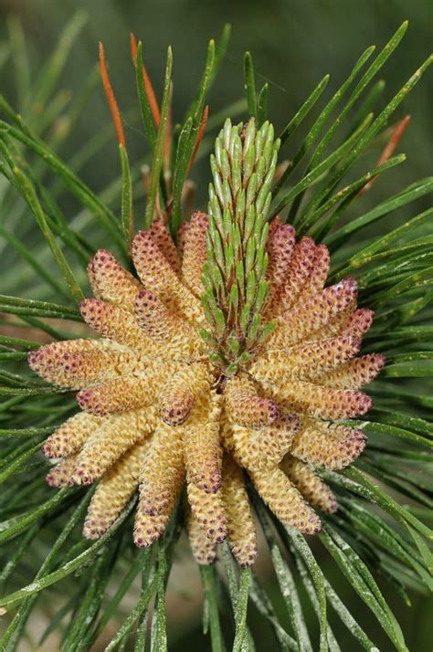 Scots Pine Flowers Stock Image Image Of Forest Sylvestris 42815631
