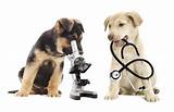 Pictures of Holistic Dog Doctor