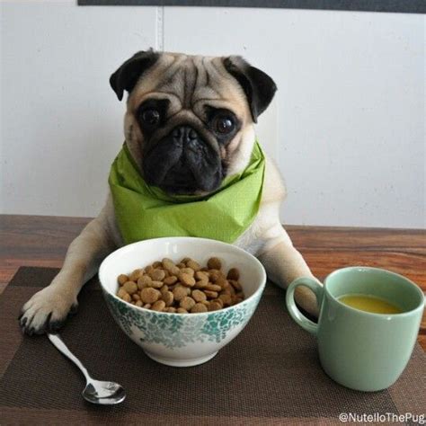 Whats The Best Food For A Pug Puppy Best Food For Pug Puppies Tasty