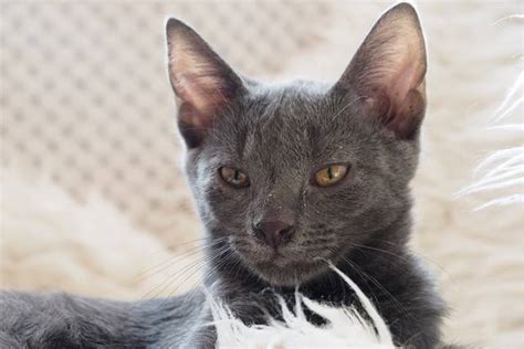 Unsere beiden reinrassigen russisch blau katzen haben kitten gekriegt. Russisch Blau