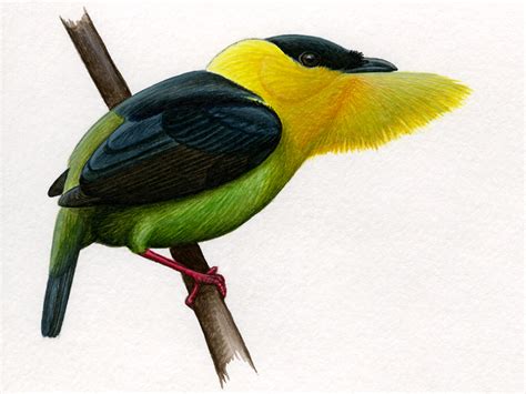 Discover influencers like liz clayton fuller. Luke Seitz (2015) : Bartels Science Illustration Program
