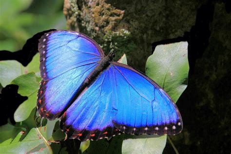 Mariposa Morpho Azul Significado Características Hábitat Y Alimentación