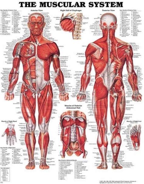 Anatomie Spieren Menselijk Lichaam Anatomie Poster Spieren My Xxx Hot