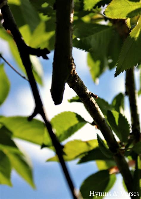 How To Prune A Weeping Cherry Tree