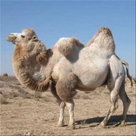 Camels are animals that have a number of adaptations to help them to survive the most successfully in such dry and arid climates starting with their cream to brown coloured, short but thick fur which not how many species of camel are there? Kamel - Nature's Luxury: Herkunft der Garne