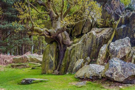 Lone Tree Splitting Boulders In Half Stock Photo Image Of Ancient