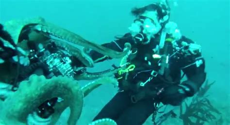 video attack of the giant octopus