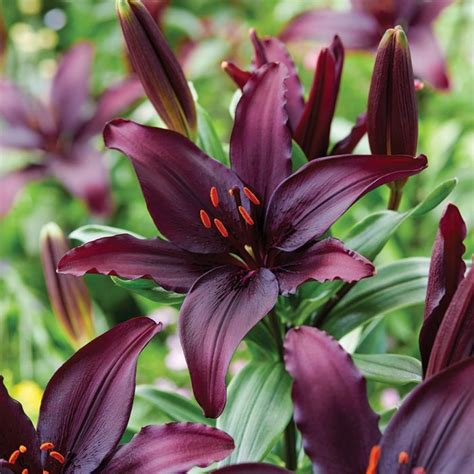 Peonies can be grown in full sun or partial shade. Blacklist Lily - Flowers And Bulbs | Veseys | Asiatic ...