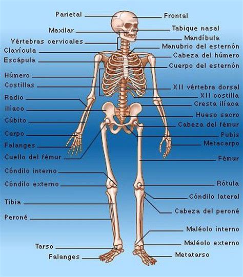 12 Los Huesos Del Cuerpo Humano Iejpfica