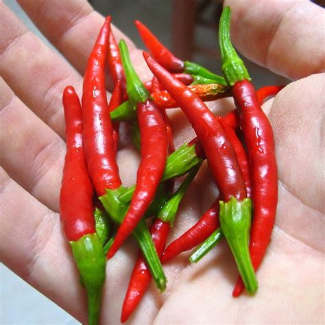 Chile De Arbol Chili Pepper Capsicum Annuum 30 Seeds