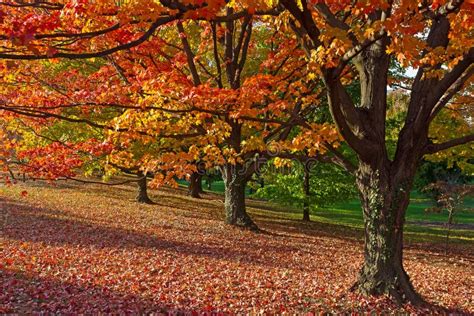 Autumn Foliage Of Deciduous Tree Among Evergreen Plants Stock Image