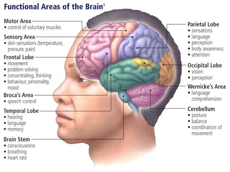 Traumatic Brain Injury An Insiders Introduction Human Brain Parts