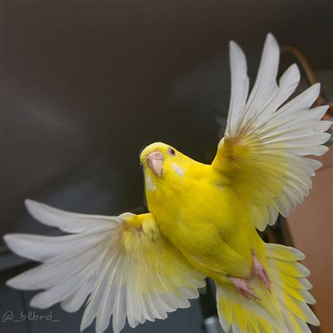Beautiful Yellow Budgie In Flight Cashback World Buy Animal Care