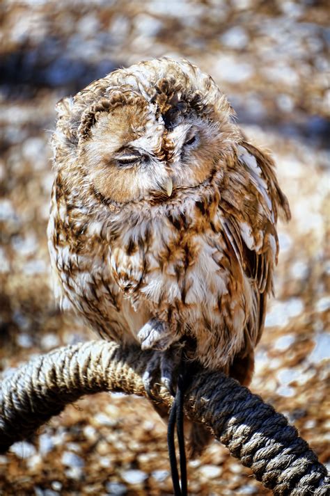 Sleepy Owl Insect Photography Owls Prints Animals Animales Animaux