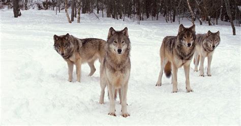 Wolves In Colorado What We Know About The Reintroduction Plan
