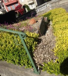 Topbuxus bv is the largest boxwood nursery in the world. Why are my Boxwood Shrubs Turning Yellow? Boxwood Blight?