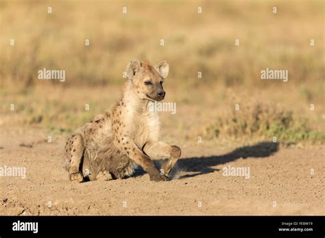 Hyena Hi Res Stock Photography And Images Alamy