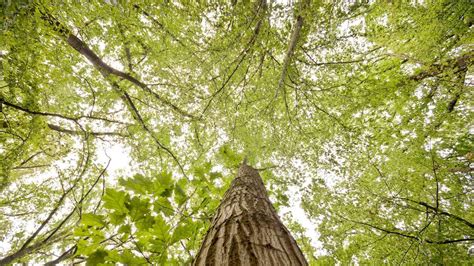 Bildungsreihe Waldwissen kompakt Tipps auch für erfahrene Waldbesitzer