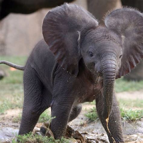 Cutest Baby Elephant Cute Animals Cute Baby Animals Cute Baby Elephant
