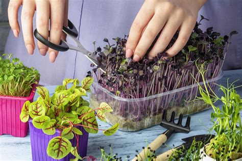 How To Grow Microgreens Without Soil Hydroponics