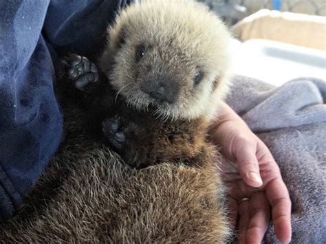 Rialto The Worlds Cutest Baby Otter Moving To Vancouver Aquarium