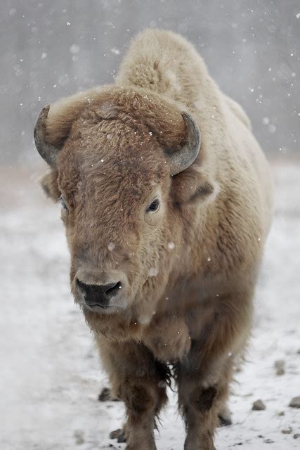 Great White Buffalo Flickr Photo Sharing