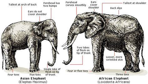 Their Family - The African Elephant