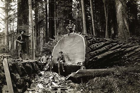 Redwood Logging Historic Photo Santa Lucia Conservancy