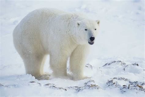 El Oso Polar Amenazado Por El Cambio Climático Rtvees