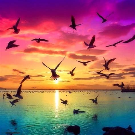 Bare tree and desert wallpaper, bald tree under blue sky illustration. Al vuelo !!! | Birds in the sky, Nature pictures, Cover photos