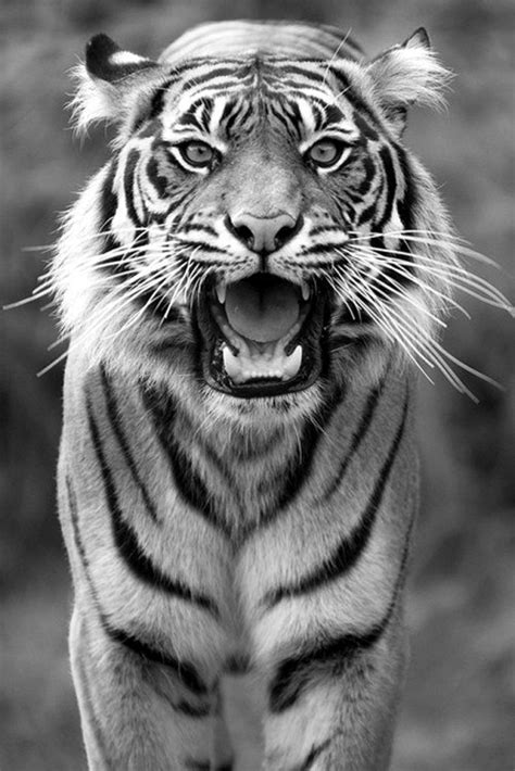 Animal Photography And Tiger Image 513366 On